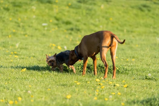 A small york and a large Hungarian pointer walk together on a sunny noon in a green meadow.