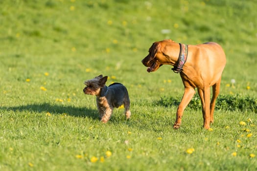 A small york and a large Hungarian pointer walk together on a sunny noon in a green meadow.
