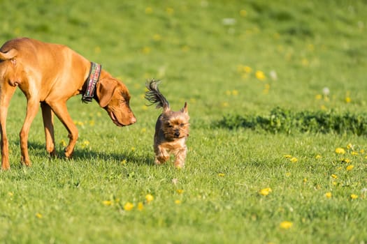 A small york and a large Hungarian pointer walk together on a sunny noon in a green meadow.