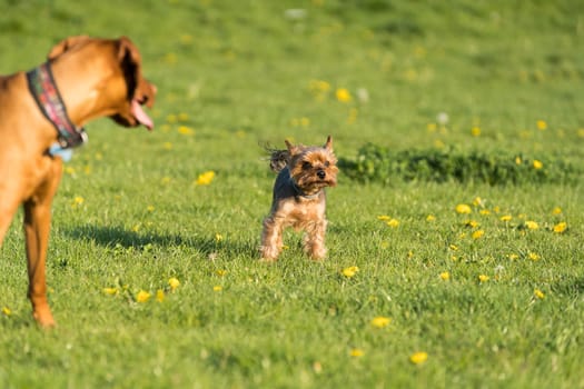 A small york and a large Hungarian pointer walk together on a sunny noon in a green meadow.