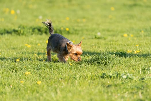 Purebred york dog stands on the green meadow. Pretty little dog with hair instead of hair.