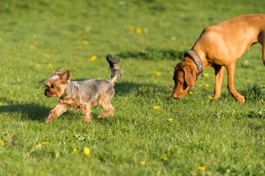 A small york and a large Hungarian pointer walk together on a sunny noon in a green meadow.