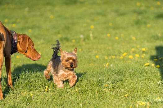 A small york and a large Hungarian pointer walk together on a sunny noon in a green meadow.