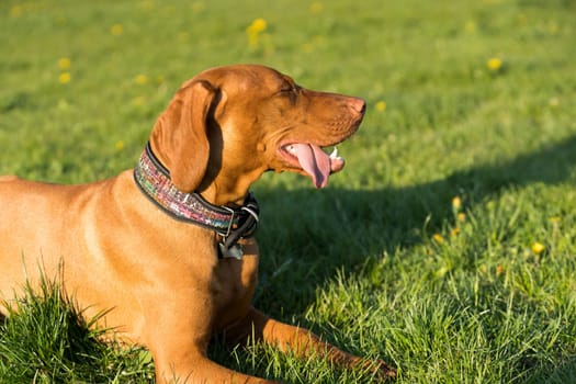 A close-up view of the profile of a Hungarian pointer that is staring straight ahead.