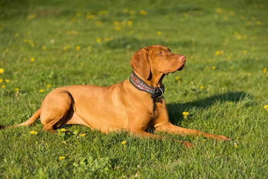 The bitch is lying on the green grass ready to run and perform the next command during training.