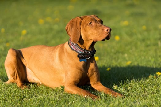 The bitch is lying on the green grass ready to run and perform the next command during training.