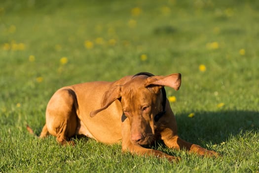 The Hungarian pointer lies on a green meadow and catches treats thrown by the trainer.