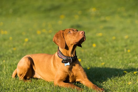 The bitch is lying on the green grass ready to run and perform the next command during training.