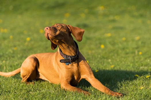 The Hungarian pointer lies on a green meadow and catches treats thrown by the trainer.