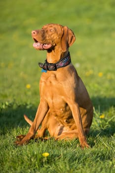 The tall dog sits and waits for the rest of the training. The Hungarian pointer is a purebred dog.