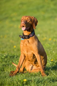 The tall dog sits and waits for the rest of the training. The Hungarian pointer is a purebred dog.