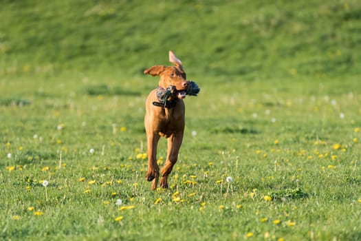 In the afternoon sun, a Hungarian female pointer learns to retrieve.