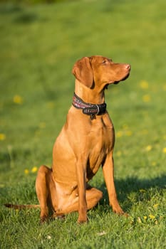 The tall dog sits and waits for the rest of the training. The Hungarian pointer is a purebred dog.