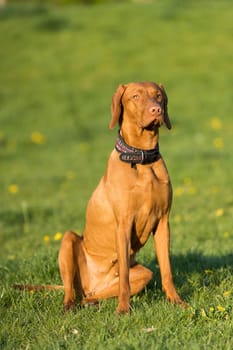 The tall dog sits and waits for the rest of the training. The Hungarian pointer is a purebred dog.
