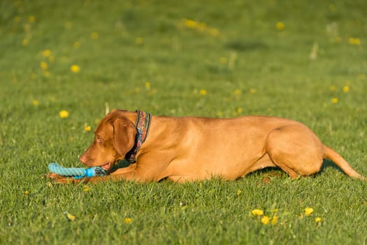 In the afternoon sun, a Hungarian female pointer learns to retrieve.