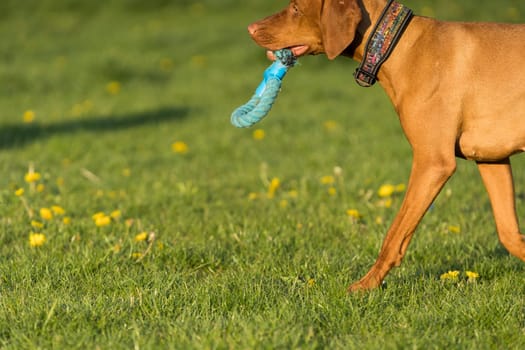 In the afternoon sun, a Hungarian female pointer learns to retrieve.