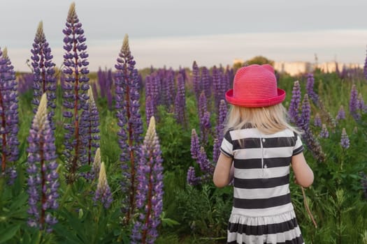 A blonde girl in a field with purple flowers. A little girl in a pink hat is picking flowers in a field. A field with lupines.