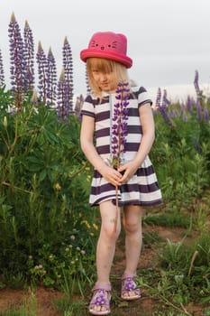 A blonde girl in a field with purple flowers. A little girl in a pink hat is picking flowers in a field. A field with lupines.