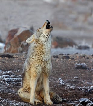 A COYOTE HOWLS AT YELLOWSTONE NATIONAL PARK,WYOMING