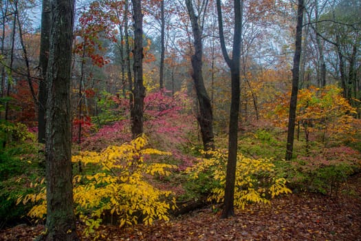 Fall colors have arrived in a forest near Weston, Connecticut