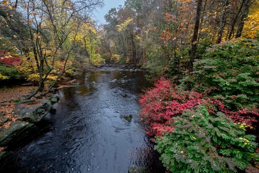 Fall colors have arrived along the Mianus River near  Greenwich, Connecticut
