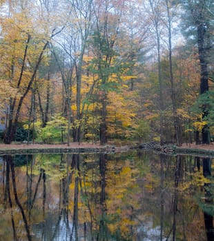 Fall colors have arrived along a pond near Weston, Connecticut