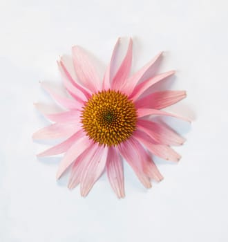 A closeup of the purple coneflower in bloom and in sepia tone.