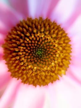 A closeup of the purple coneflower in bloom