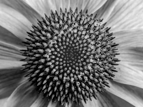 A closeup of the purple coneflower in bloom and black and white