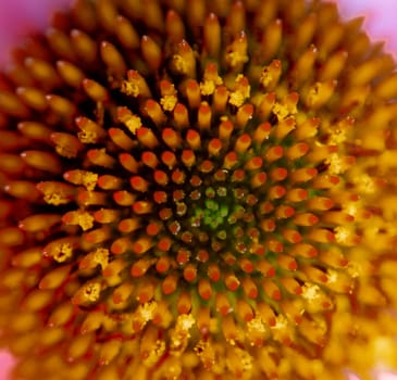 A closeup of the purple coneflower in bloom