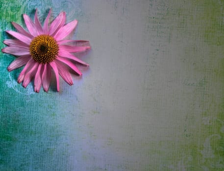 Top view of coneflower on multi-colored textured lay flat surface space for text