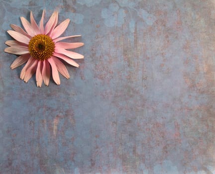 Top view of purple coneflower lay flat blue textured surface space for text