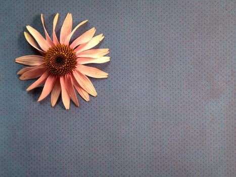 Top view of coneflower lay flat blue dotted surface space for text