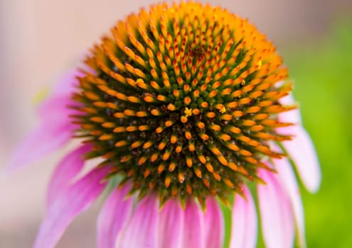 A macro shot of the Purple Coneflower