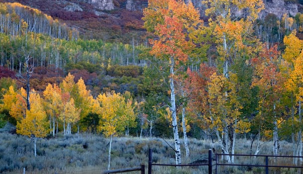 Fall colors have arrived in the Colorado highlands of Gunnison National Forest.