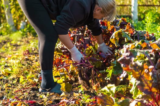 Beet harvest in the garden. Selective focus. Food.