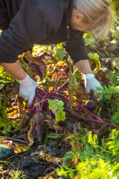 Beet harvest in the garden. Selective focus. Food.