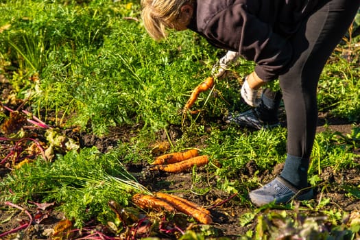 Carrot harvest in the garden. Selective focus. Food.