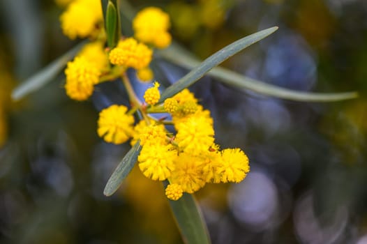 Beautiful bright yellow hairy mimosa flowers close-up. Blooming mimosa tree in early spring waves on wind. Sunny spring day 6
