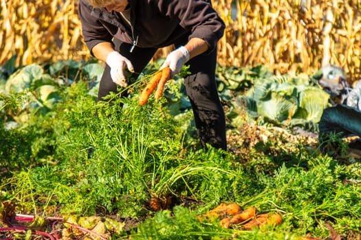 Carrot harvest in the garden. Selective focus. Food.