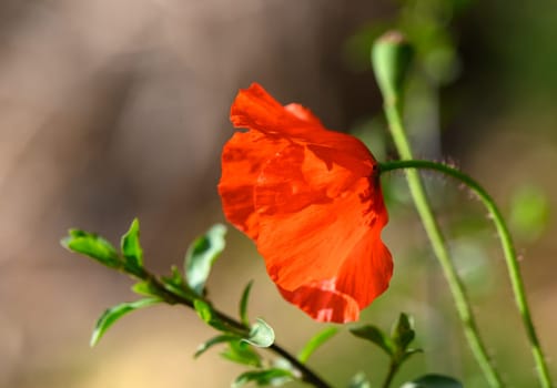 Close-up of a red poppy flower during the day 4