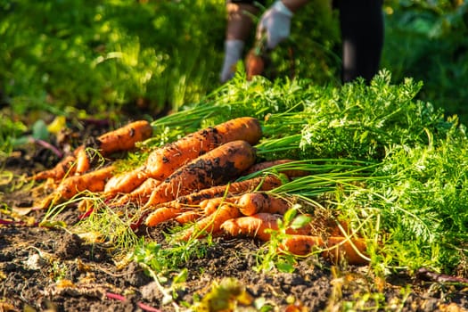 Carrot harvest in the garden. Selective focus. Food.
