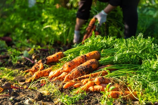 Carrot harvest in the garden. Selective focus. Food.