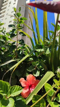 beautiful pink flower flora botany plant. High quality photo