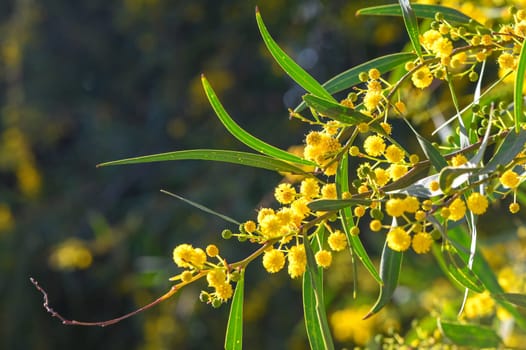Beautiful bright yellow hairy mimosa flowers close-up. Blooming mimosa tree in early spring waves on wind. Sunny spring day 5
