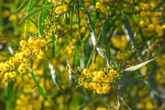 Beautiful bright yellow hairy mimosa flowers close-up. Blooming mimosa tree in early spring waves on wind. Sunny spring day 8