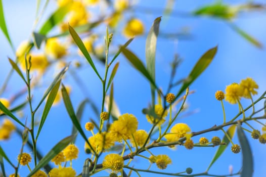Yellow mimosa flowers. Close up. Spring, Womens day, Easter greeting card. Nature background 10