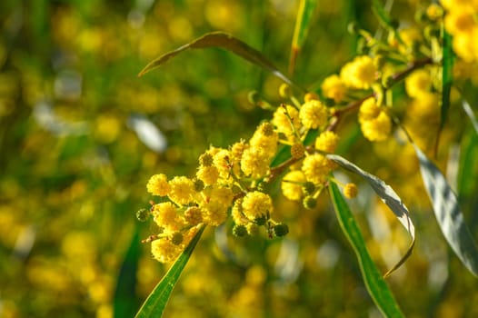 Beautiful bright yellow hairy mimosa flowers close-up. Blooming mimosa tree in early spring waves on wind. Sunny spring day 7
