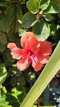beautiful pink flower flora botany plant. High quality photo