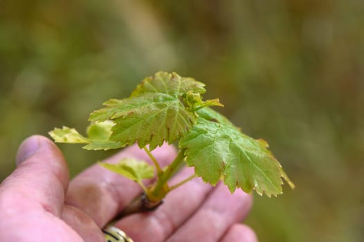 Fresh green grape leaves in the sunlight close up